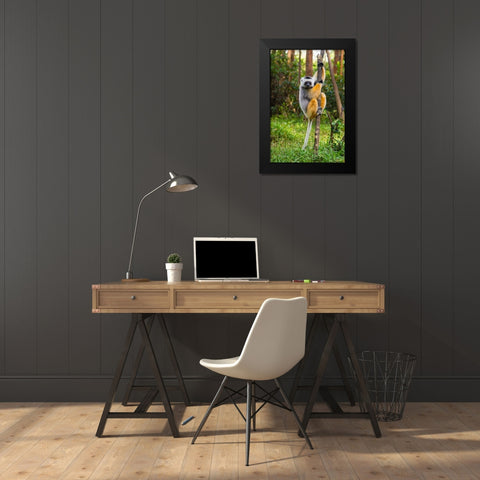 Madagascar-Andasibe-Vakona Lodge-Lemur Island Diademed sifaka in a tree Black Modern Wood Framed Art Print by Hogstrom, Inger