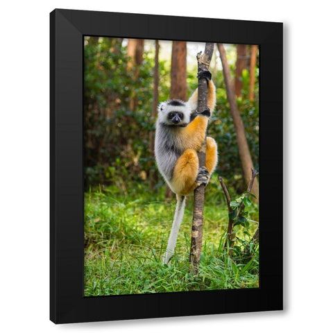 Madagascar-Andasibe-Vakona Lodge-Lemur Island Diademed sifaka in a tree Black Modern Wood Framed Art Print by Hogstrom, Inger