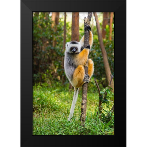 Madagascar-Andasibe-Vakona Lodge-Lemur Island Diademed sifaka in a tree Black Modern Wood Framed Art Print by Hogstrom, Inger