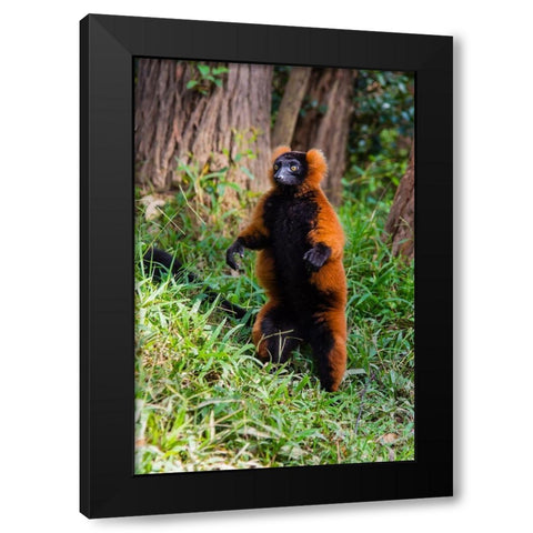 Madagascar-Andasibe-Vakona Lodge-Lemur Island Red ruffed lemur (Varecia rubra) standing Black Modern Wood Framed Art Print by Hogstrom, Inger