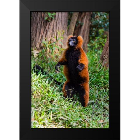 Madagascar-Andasibe-Vakona Lodge-Lemur Island Red ruffed lemur (Varecia rubra) standing Black Modern Wood Framed Art Print by Hogstrom, Inger
