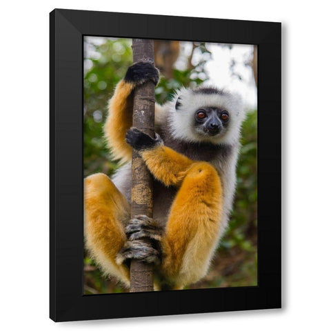 Madagascar-Andasibe-Vakona Lodge-Lemur Island Diademed sifaka curiously looking at something Black Modern Wood Framed Art Print with Double Matting by Hogstrom, Inger