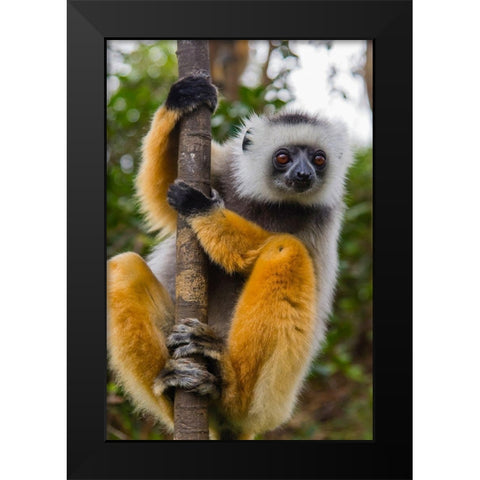 Madagascar-Andasibe-Vakona Lodge-Lemur Island Diademed sifaka curiously looking at something Black Modern Wood Framed Art Print by Hogstrom, Inger
