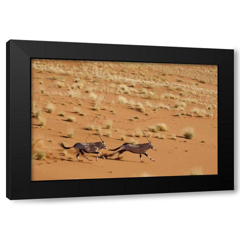 Oryx pair running, Dead Vlei, Sossusvlei, Namibia Black Modern Wood Framed Art Print with Double Matting by Kaveney, Wendy