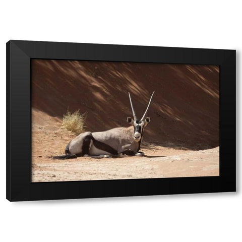 Resting Oryx, Namib-Naukluft, Sossusvlei, Namibia Black Modern Wood Framed Art Print with Double Matting by Kaveney, Wendy