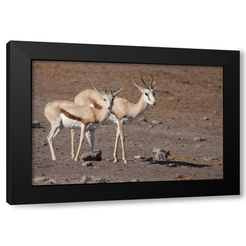 Pair of springboks, Etosha NP, Namibia Black Modern Wood Framed Art Print with Double Matting by Kaveney, Wendy
