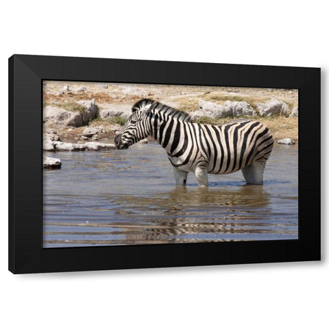 Zebra standing in waterhole, Etosha NP, Namibia Black Modern Wood Framed Art Print with Double Matting by Kaveney, Wendy