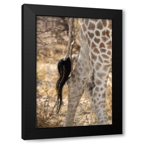 Giraffes tail and hind legs, Etosha NP, Namibia Black Modern Wood Framed Art Print with Double Matting by Kaveney, Wendy