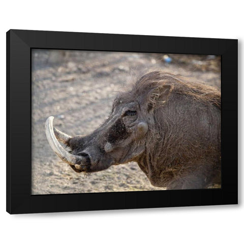 Portrait of old warthog, Etosha NP, Namibia Black Modern Wood Framed Art Print with Double Matting by Kaveney, Wendy