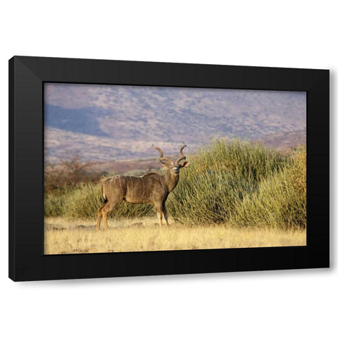 Greater kudu male, Palmwag Conservancy, Namibia Black Modern Wood Framed Art Print with Double Matting by Kaveney, Wendy