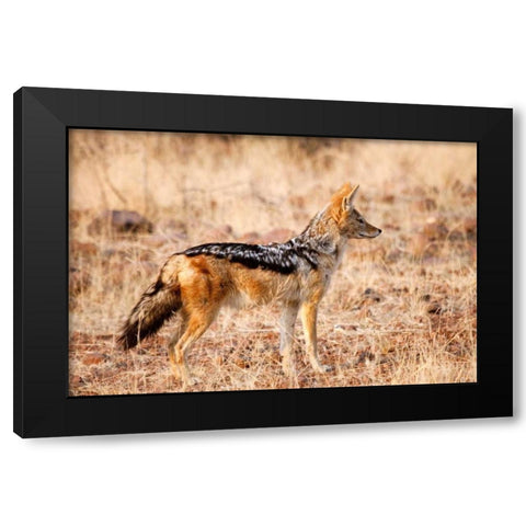Black-backed jackal, Palmwag Conservancy, Namibia Black Modern Wood Framed Art Print with Double Matting by Kaveney, Wendy