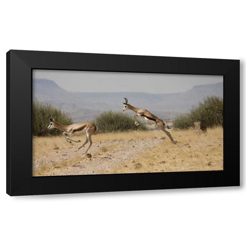 Running springboks in mid-jump, Palmwag, Namibia Black Modern Wood Framed Art Print by Young, Bill