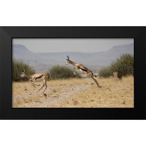 Running springboks in mid-jump, Palmwag, Namibia Black Modern Wood Framed Art Print by Young, Bill