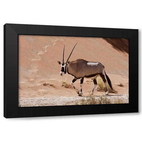 Male Oryx, Namib Naukluft, Namib Desert, Namibia Black Modern Wood Framed Art Print by Young, Bill
