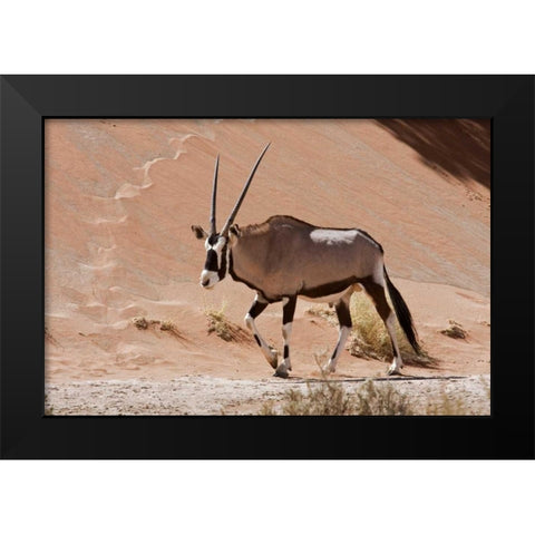 Male Oryx, Namib Naukluft, Namib Desert, Namibia Black Modern Wood Framed Art Print by Young, Bill
