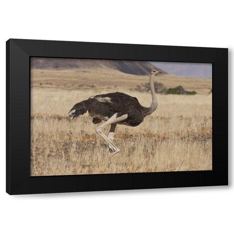 Ostrich, Namib Naukluft NP, Namib Desert, Namibia Black Modern Wood Framed Art Print by Young, Bill