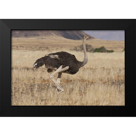 Ostrich, Namib Naukluft NP, Namib Desert, Namibia Black Modern Wood Framed Art Print by Young, Bill