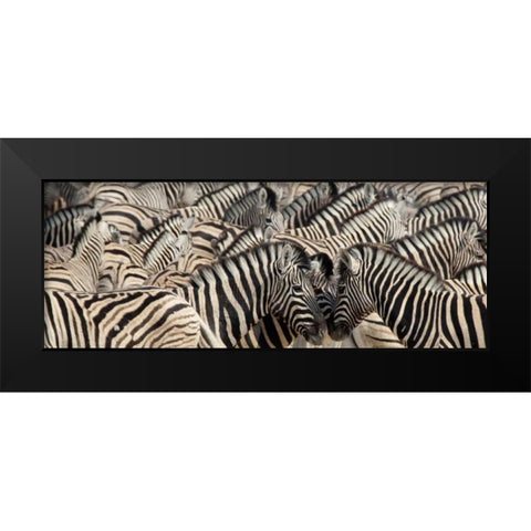 Namibia, Etosha NP A herd of zebras Black Modern Wood Framed Art Print by Kaveney, Wendy