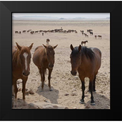 Namibia, Garub Herd of feral horses Black Modern Wood Framed Art Print by Young, Bill