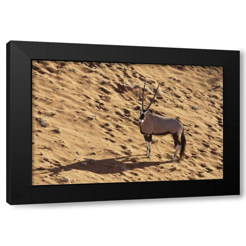 Namibia, Namib-Naukluft , Sossusvlei Lone oryx Black Modern Wood Framed Art Print with Double Matting by Kaveney, Wendy