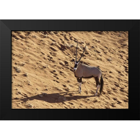 Namibia, Namib-Naukluft , Sossusvlei Lone oryx Black Modern Wood Framed Art Print by Kaveney, Wendy