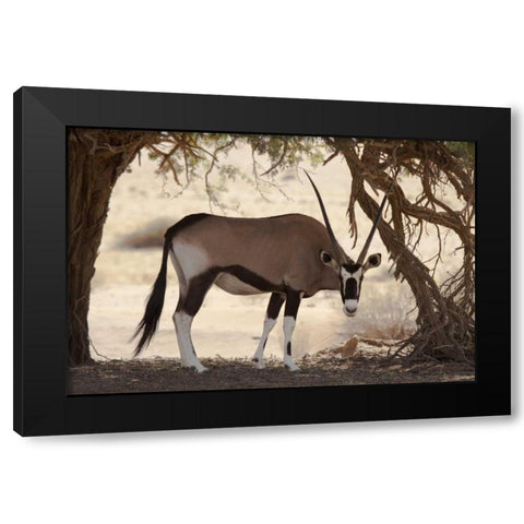 Namibia, Namib-Naukluft, Sossusvlei Oryx grazing Black Modern Wood Framed Art Print with Double Matting by Kaveney, Wendy