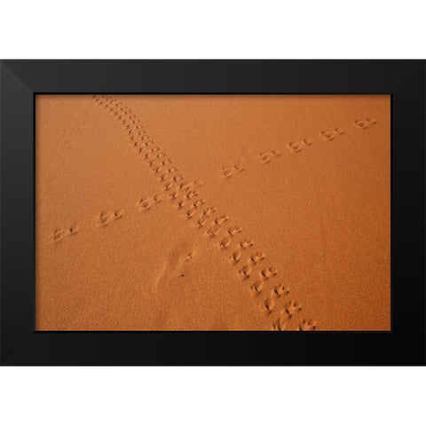 Namibia, Sossusvlei Animal tracks on a sand dune Black Modern Wood Framed Art Print by Kaveney, Wendy