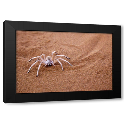 Namibia, Sossusvlei Dancing white lady spider Black Modern Wood Framed Art Print with Double Matting by Kaveney, Wendy