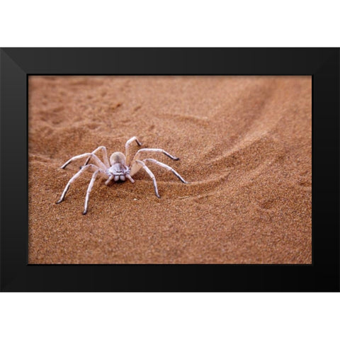 Namibia, Sossusvlei Dancing white lady spider Black Modern Wood Framed Art Print by Kaveney, Wendy