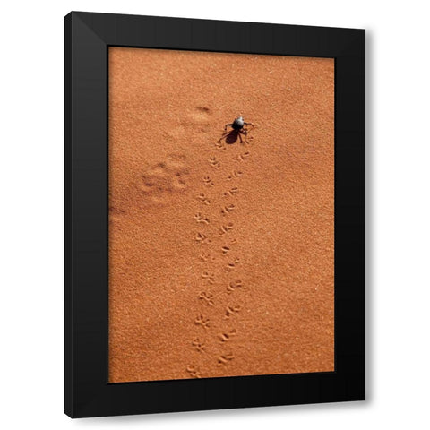Namibia, Sossusvlei A beetle makes tracks Black Modern Wood Framed Art Print with Double Matting by Kaveney, Wendy