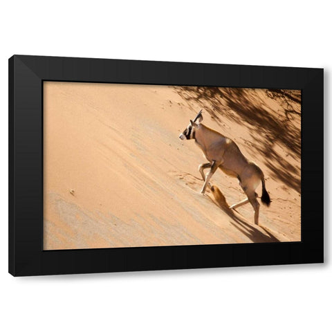 Namibia, Sossusvlei Oryx climbing a sand dune Black Modern Wood Framed Art Print by Kaveney, Wendy