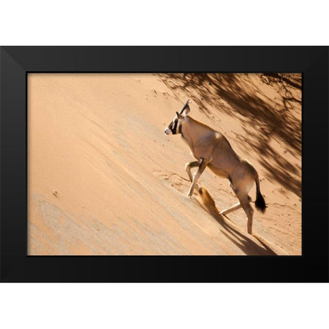 Namibia, Sossusvlei Oryx climbing a sand dune Black Modern Wood Framed Art Print by Kaveney, Wendy