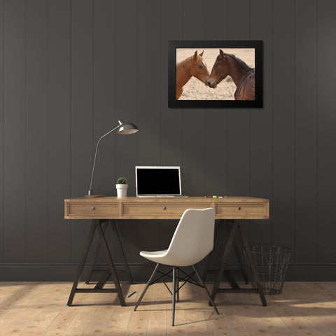 Namibia, Garub Feral horse herd touch noses Black Modern Wood Framed Art Print by Young, Bill