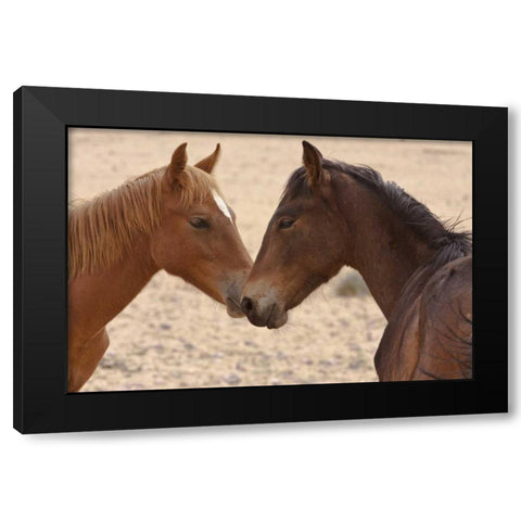 Namibia, Garub Feral horse herd touch noses Black Modern Wood Framed Art Print by Young, Bill