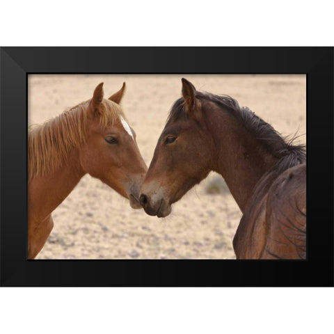 Namibia, Garub Feral horse herd touch noses Black Modern Wood Framed Art Print by Young, Bill