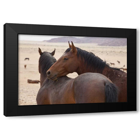 Namibia, Garub Two feral horses interact Black Modern Wood Framed Art Print with Double Matting by Young, Bill