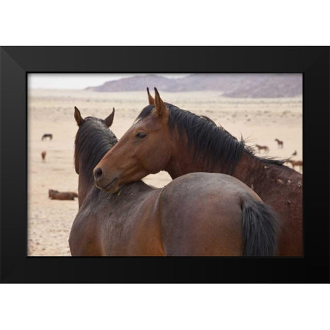 Namibia, Garub Two feral horses interact Black Modern Wood Framed Art Print by Young, Bill