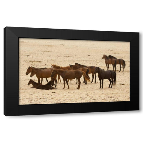Namibia, Aus Wild horses on the Namib Desert Black Modern Wood Framed Art Print by Kaveney, Wendy