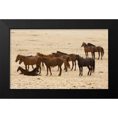 Namibia, Aus Wild horses on the Namib Desert Black Modern Wood Framed Art Print by Kaveney, Wendy
