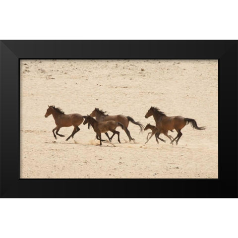 Namibia, Aus Group of running wild horses Black Modern Wood Framed Art Print by Kaveney, Wendy