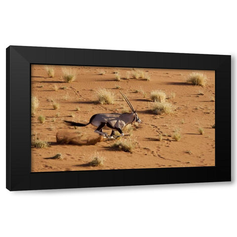 Namibia, Sossusvlei Aerial of running oryx Black Modern Wood Framed Art Print with Double Matting by Kaveney, Wendy