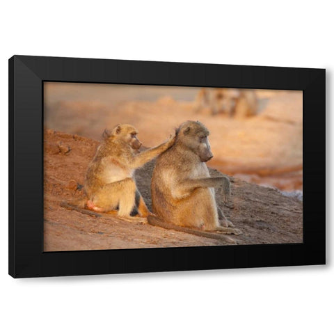 Botswana Two grooming baboons Black Modern Wood Framed Art Print by Kaveney, Wendy
