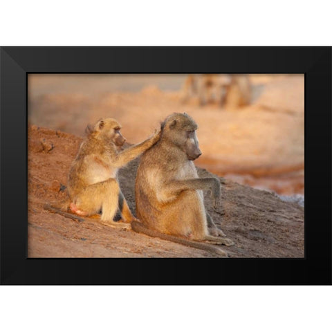 Botswana Two grooming baboons Black Modern Wood Framed Art Print by Kaveney, Wendy