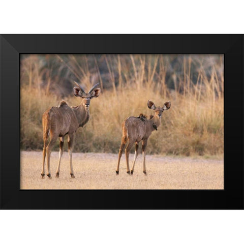 Namibia, Caprivi Strip A pair of kudu Black Modern Wood Framed Art Print by Kaveney, Wendy