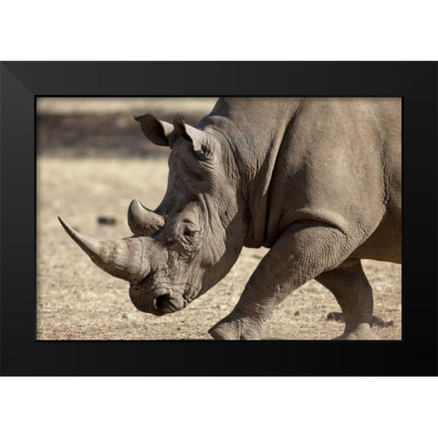 Namibia, Windhoek White rhinoceros Black Modern Wood Framed Art Print by Kaveney, Wendy