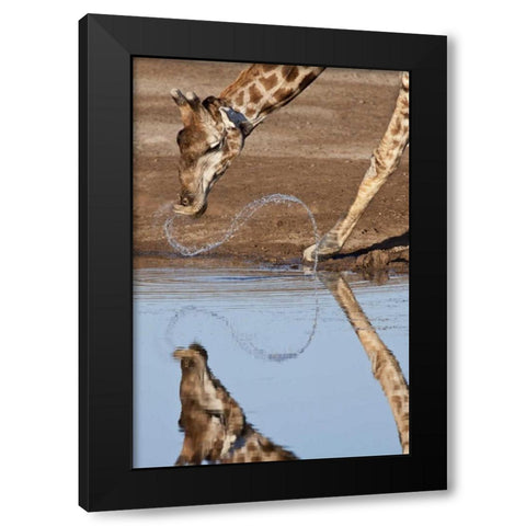 Namibia, Etosha NP Giraffe drinking Black Modern Wood Framed Art Print with Double Matting by Kaveney, Wendy