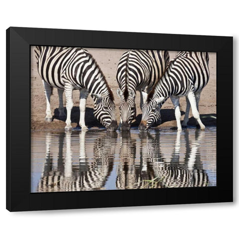 Namibia, Etosha NP Zebras reflected in water Black Modern Wood Framed Art Print with Double Matting by Kaveney, Wendy