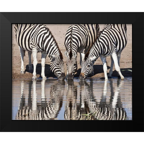 Namibia, Etosha NP Zebras reflected in water Black Modern Wood Framed Art Print by Kaveney, Wendy