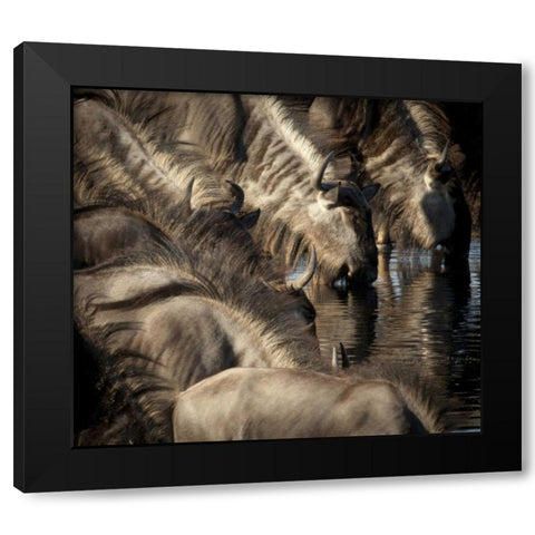 Namibia, Etosha NP Blue wildebeests drinking Black Modern Wood Framed Art Print by Kaveney, Wendy
