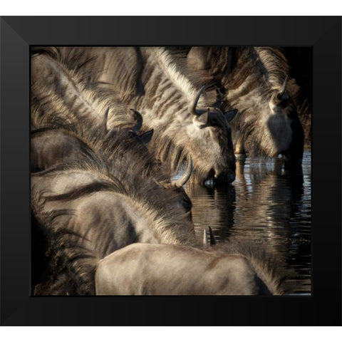 Namibia, Etosha NP Blue wildebeests drinking Black Modern Wood Framed Art Print by Kaveney, Wendy